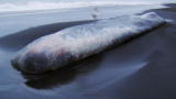 Man vs. Wild: Mega Stench