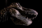 Assignment Discovery Shorts 06/07,07/08: Carnosaurs Looks