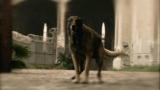 Worst Case Scenario: Dog Attack