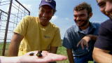 Dirty Jobs: Dung Beetles to the Rescue