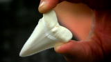 Shark Week: Surfer Girl Attacked