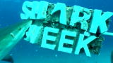 Shark Week: Shark Week Aquarium 1