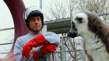 Dirty Jobs: Lemur Alone
