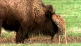 Outdoor Adventure: Bison