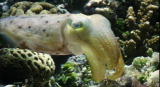 Assignment Discovery Shorts: Cuttlefish Camouflage