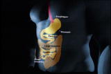 Assignment Discovery Shorts 06/07,07/08: Human Digestion