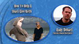 Shark Week 101: How to Help a Shark Give Birth
