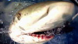 Man, Woman, Wild: Shark Attack!
