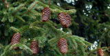 Assignment Discovery Shorts: Gymnosperms