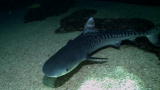 Beast Tracker: Swimming with Tiger Sharks