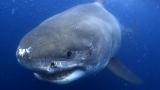 Shark Week: Great Whites of the Serengeti