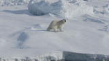 News: Arctic Melt Caught on Video