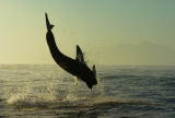 Air Jaws: Sharks of South Africa: Filming Air Jaws