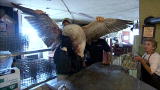 Dirty Jobs: Goose Down Plucker