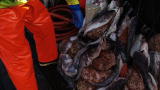 Deadliest Catch :Sneaking Bad Bait