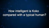 Curiosity: How intelligent is Koko compared with a typical human?