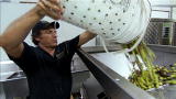 Dirty Jobs: Olive-Oil Presser