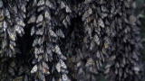 Life: Monarch Butterfly Winter Migration