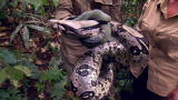 Man, Woman, Wild: SSSnake!