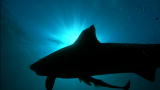 Shark Week: Inside a Tiger Shark's Bite