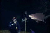 Shark Week: Diving with Sharks