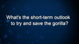 Curiosity: What's the short-term outlook to try and save the gorilla?