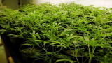 Weed Wars: Weed Wars Sneak Peek