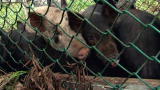 Hogs Gone Wild: Five Little Piggies