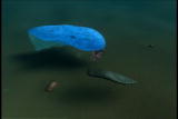 Assignment Discovery Shorts: Earth Mark One: Life
