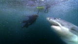 Shark Week: Kelp with Dinner