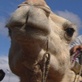 Discovery Atlas: Australia Revealed: Camel Race