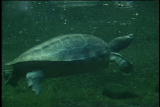 Assignment Discovery Shorts: Interacting Organisms Survival