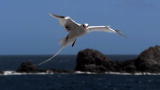 Life: Tropicbirds Fly the Gauntlet