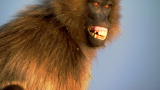 Human Planet: Gelada Baboon Attack