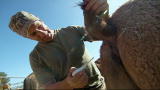 Dirty Jobs: Camel Proctologist?