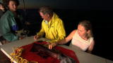 Squid Invasion: Alarming Evidence