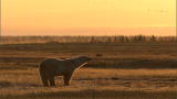 Frozen Planet: Vegetarian Polar Bears