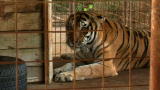 Wild Animal Repo: Unmoved by Chicken