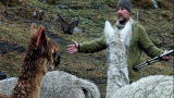 Beyond Survival: Alpaca Herding