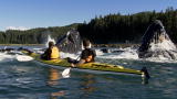 North America: Humpback Whales Startle Kayakers