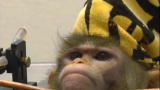 Is It Possible: Monkey Mind Readers