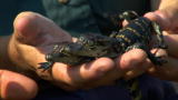 Beast Tracker: Coexisting With Gators