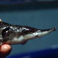 Animals: Sturgeon Failure Breeds New Leads