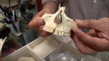 Oddities: Exploded Skull