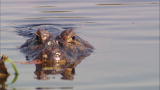 Dual Survival: In The Screw Zone