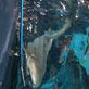Animals: Shark Sitter