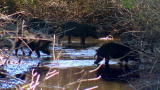 Hogs Gone Wild: Not a Novelty