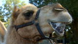 Swamp Brothers: Camel Herders