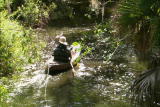 Crocodile Feeding Frenzy