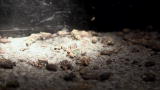 Verminators: Rat Motherlode